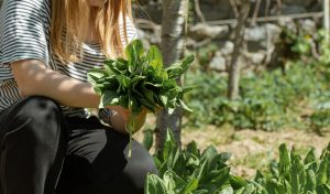 Cómo transformar el jardín de casa en un espacio productivo: plantar frutales y crear un huerto sin complicaciones