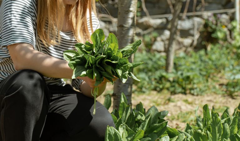 Cómo transformar el jardín de casa en un espacio productivo: plantar frutales y crear un huerto sin complicaciones